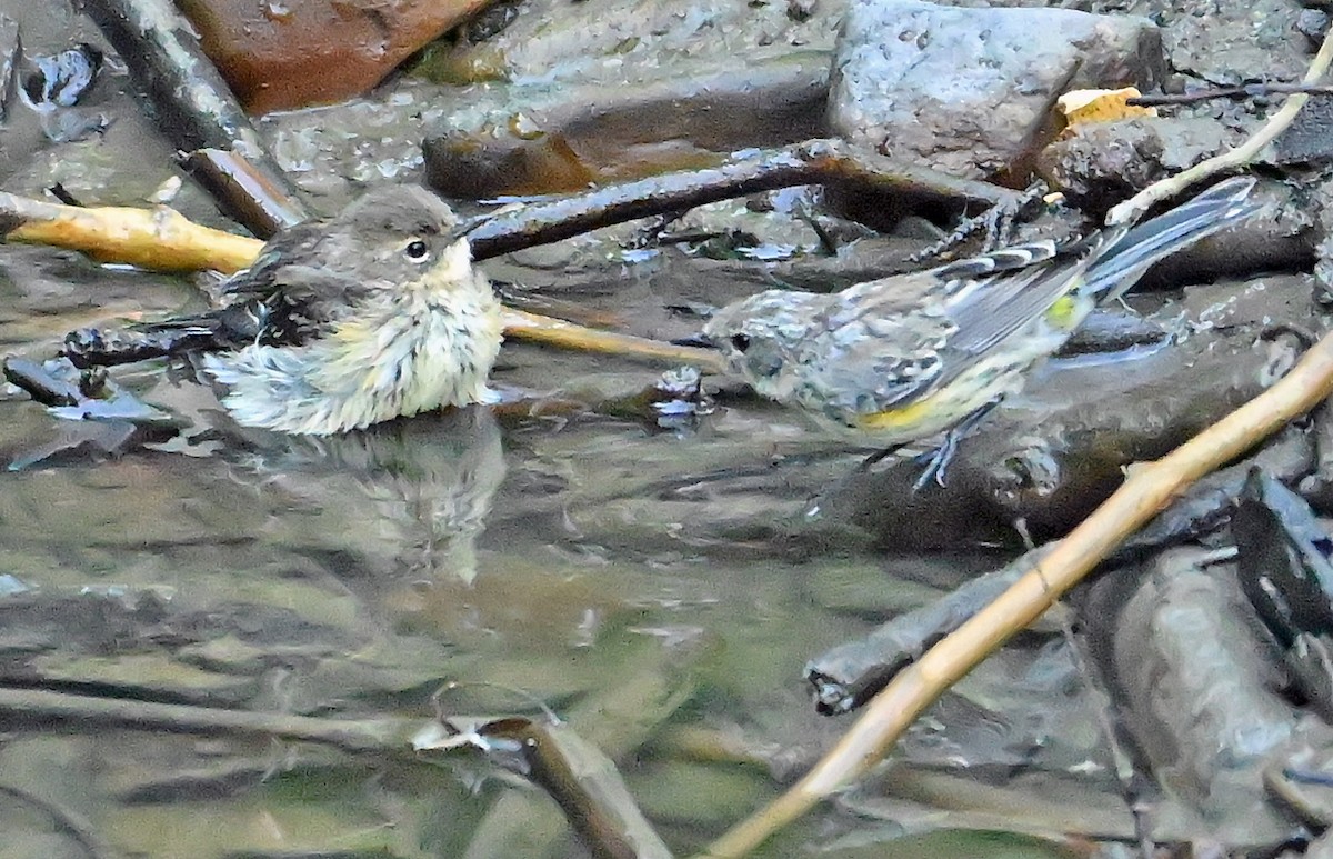 Yellow-rumped Warbler - ML641138995