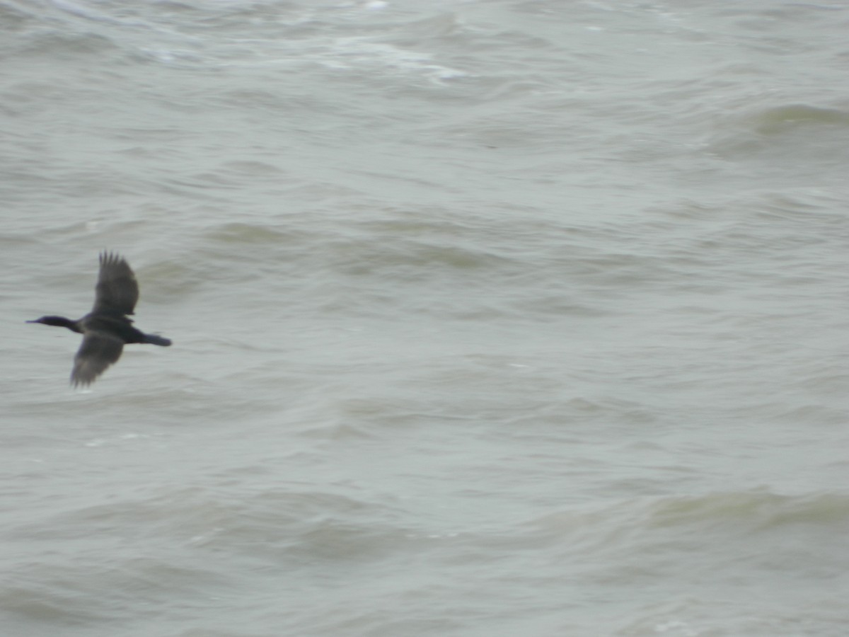 Magellanic Cormorant - ML641139030