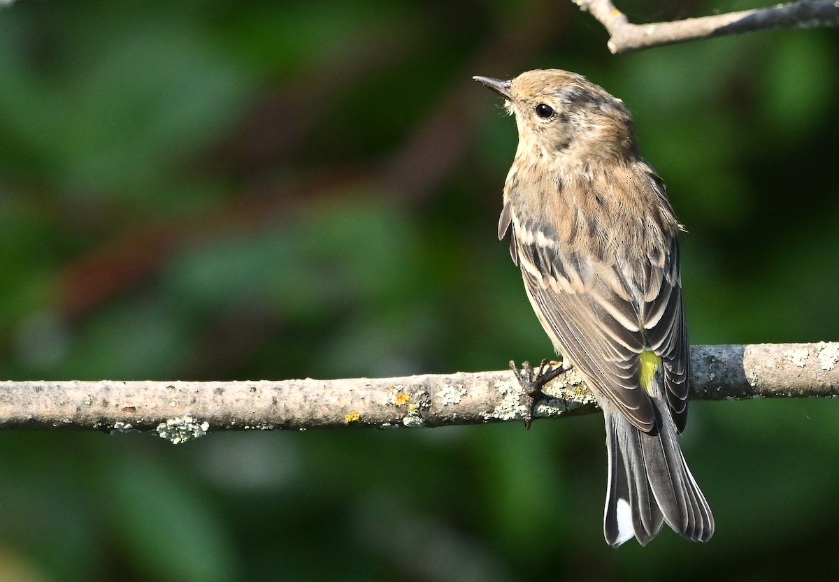 Yellow-rumped Warbler - ML641139035