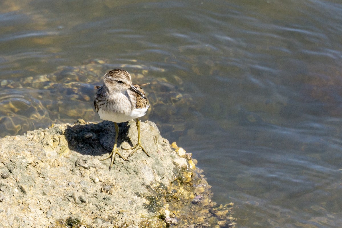 Least Sandpiper - ML641139038