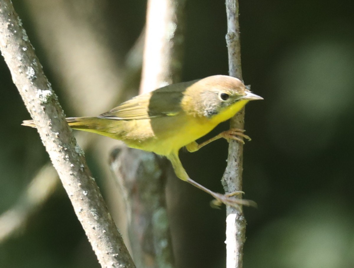 Common Yellowthroat - ML641139041