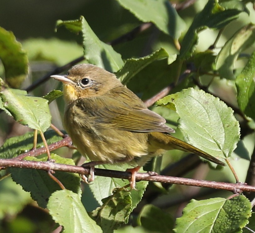 Common Yellowthroat - ML641139043