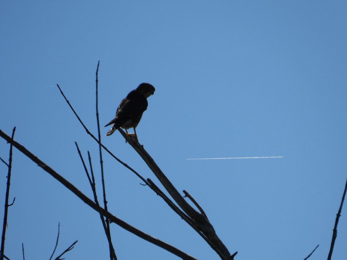 Merlin - ML641139046
