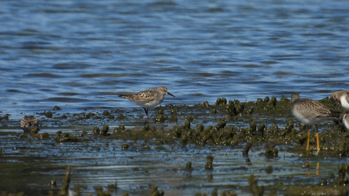 White-rumped Sandpiper - ML641139055