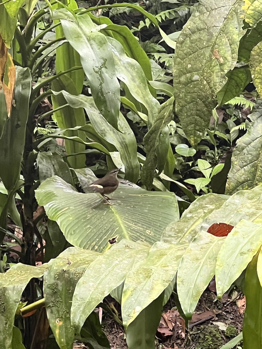 Buff-rumped Warbler - ML641139056
