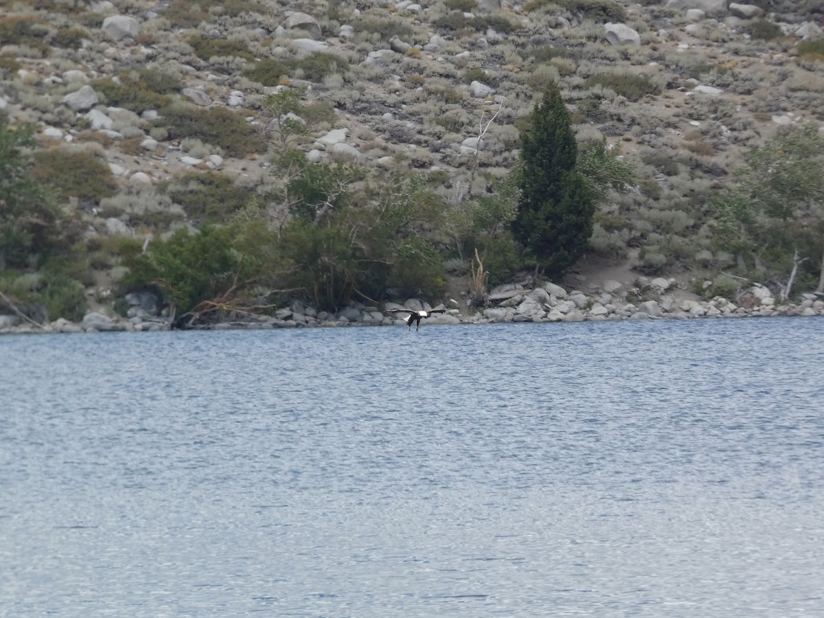 Bald Eagle - ML641139073