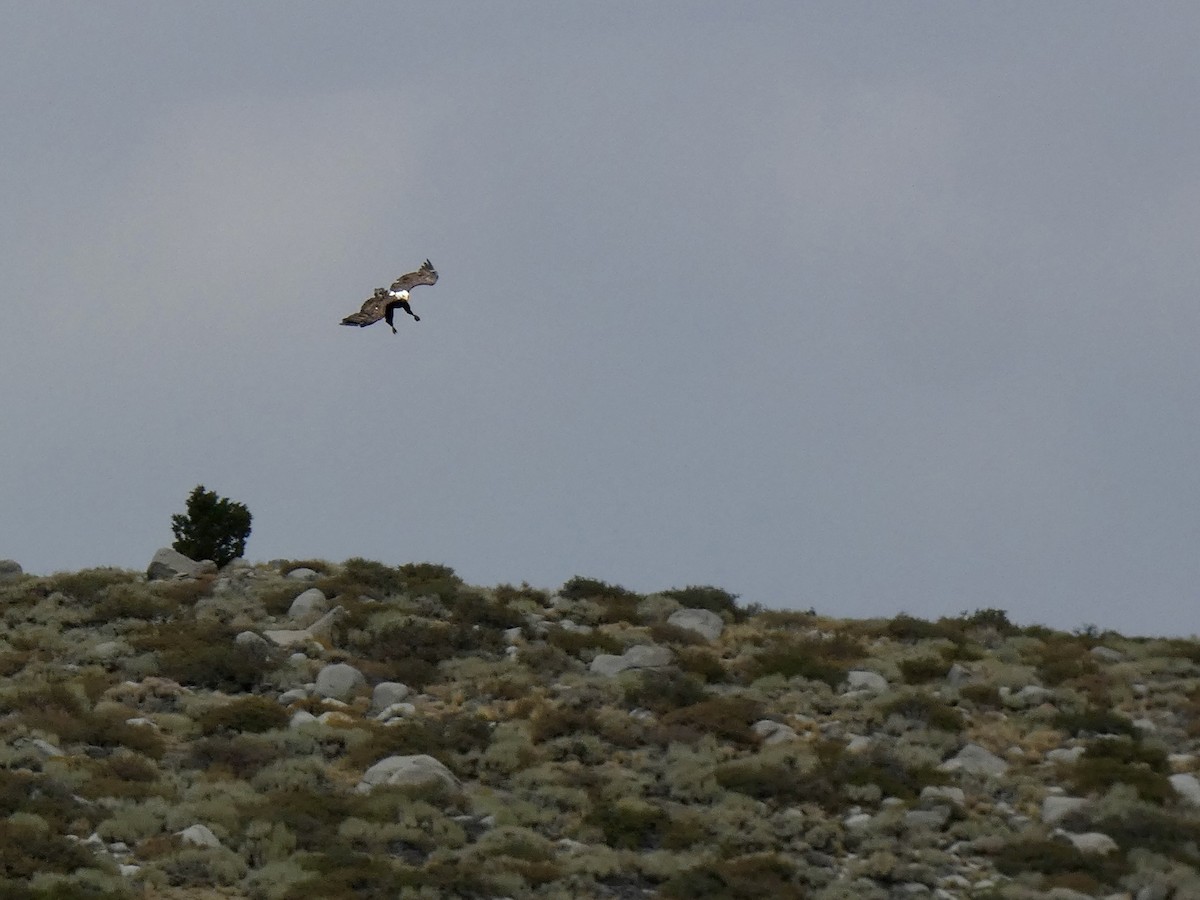 Bald Eagle - ML641139074