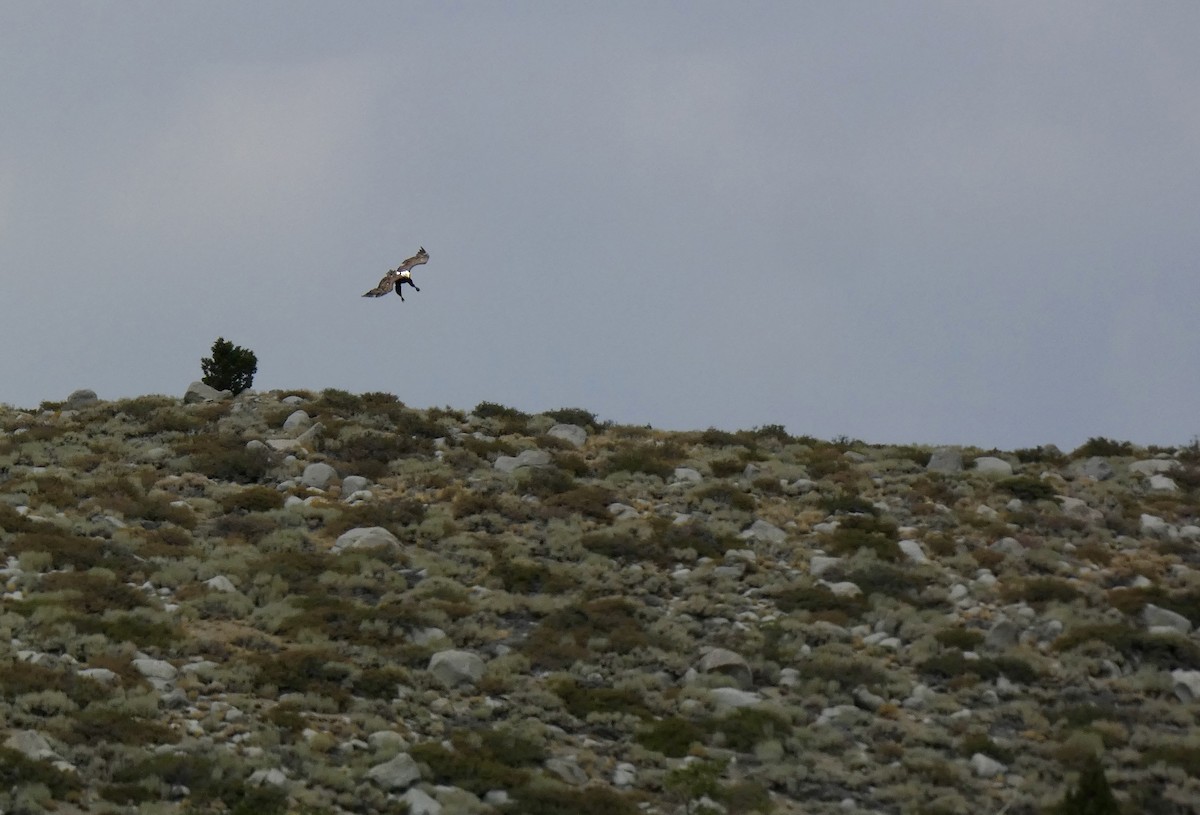 Bald Eagle - ML641139076