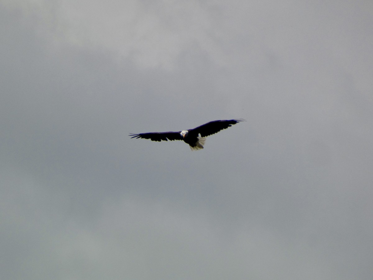 Bald Eagle - ML641139077