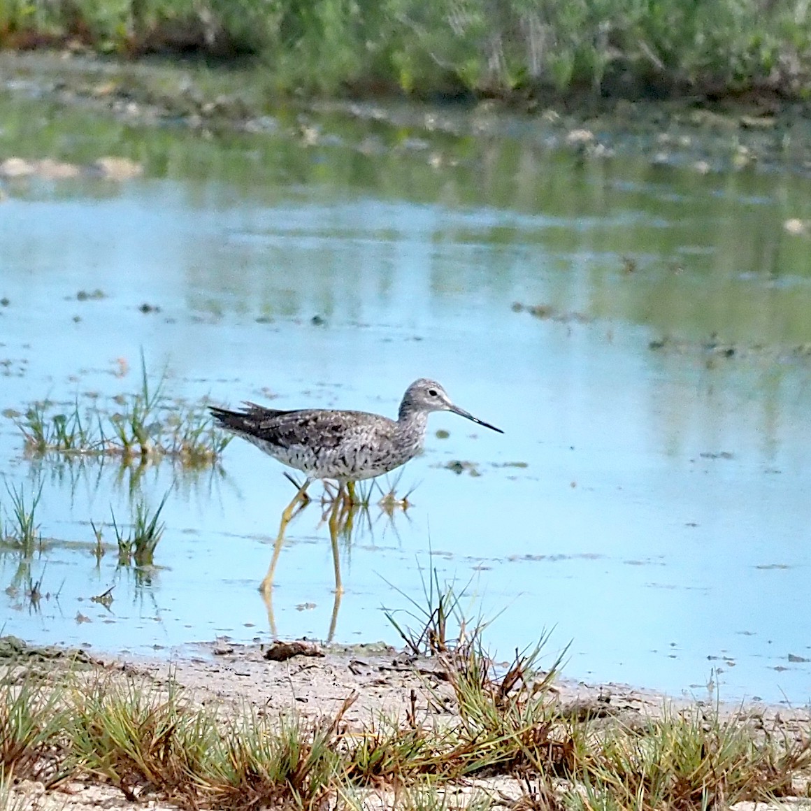 plystresnipe - ML641139078