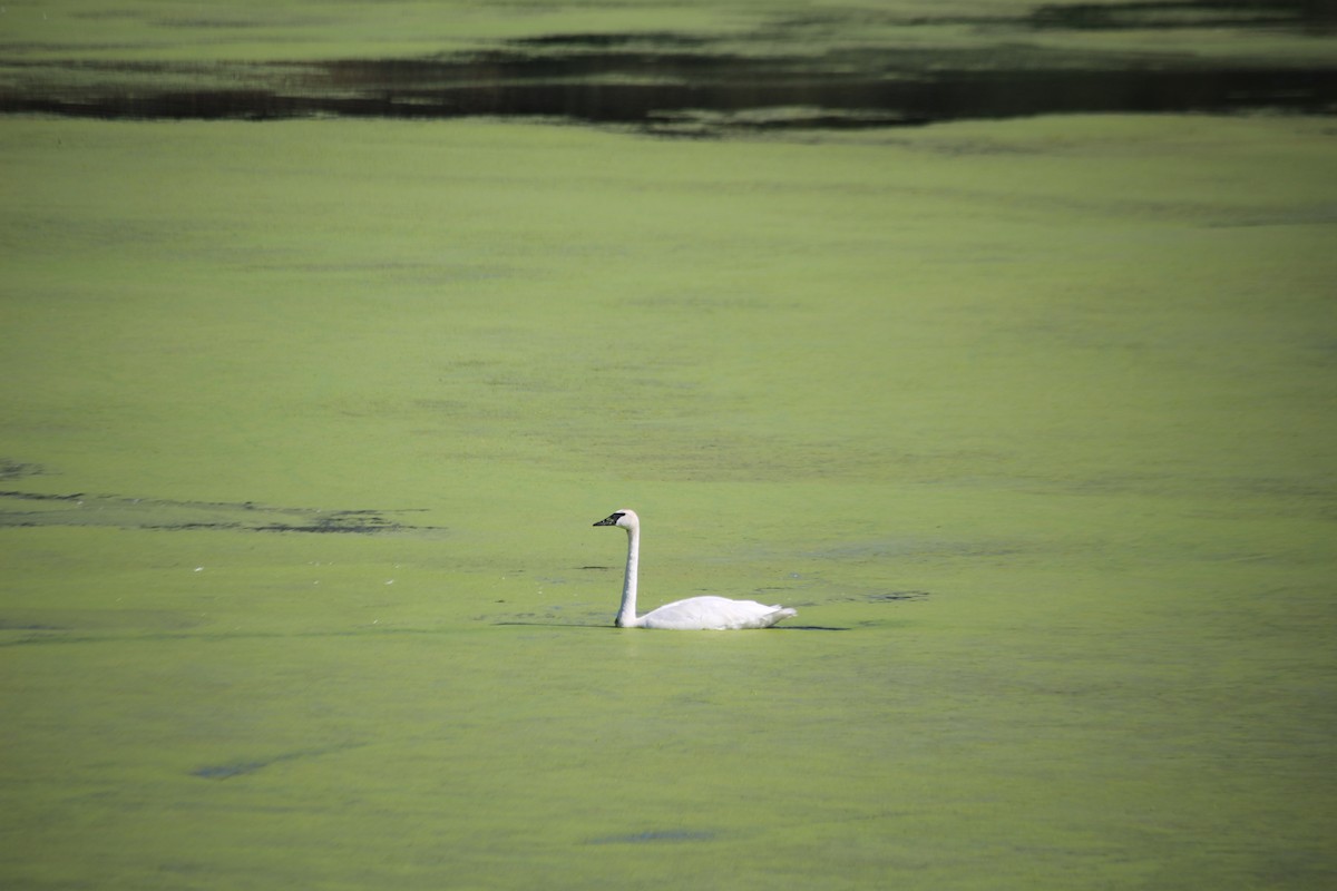 Trumpeter Swan - ML641139084