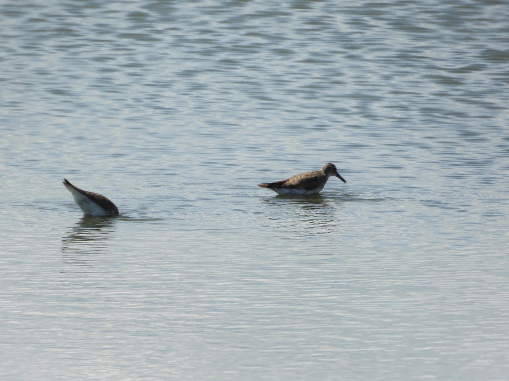 White-rumped Sandpiper - ML641139085