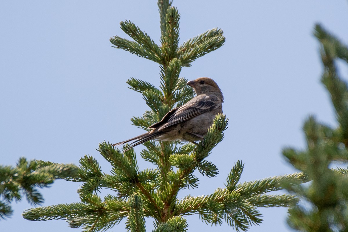 Pine Grosbeak - ML641139094
