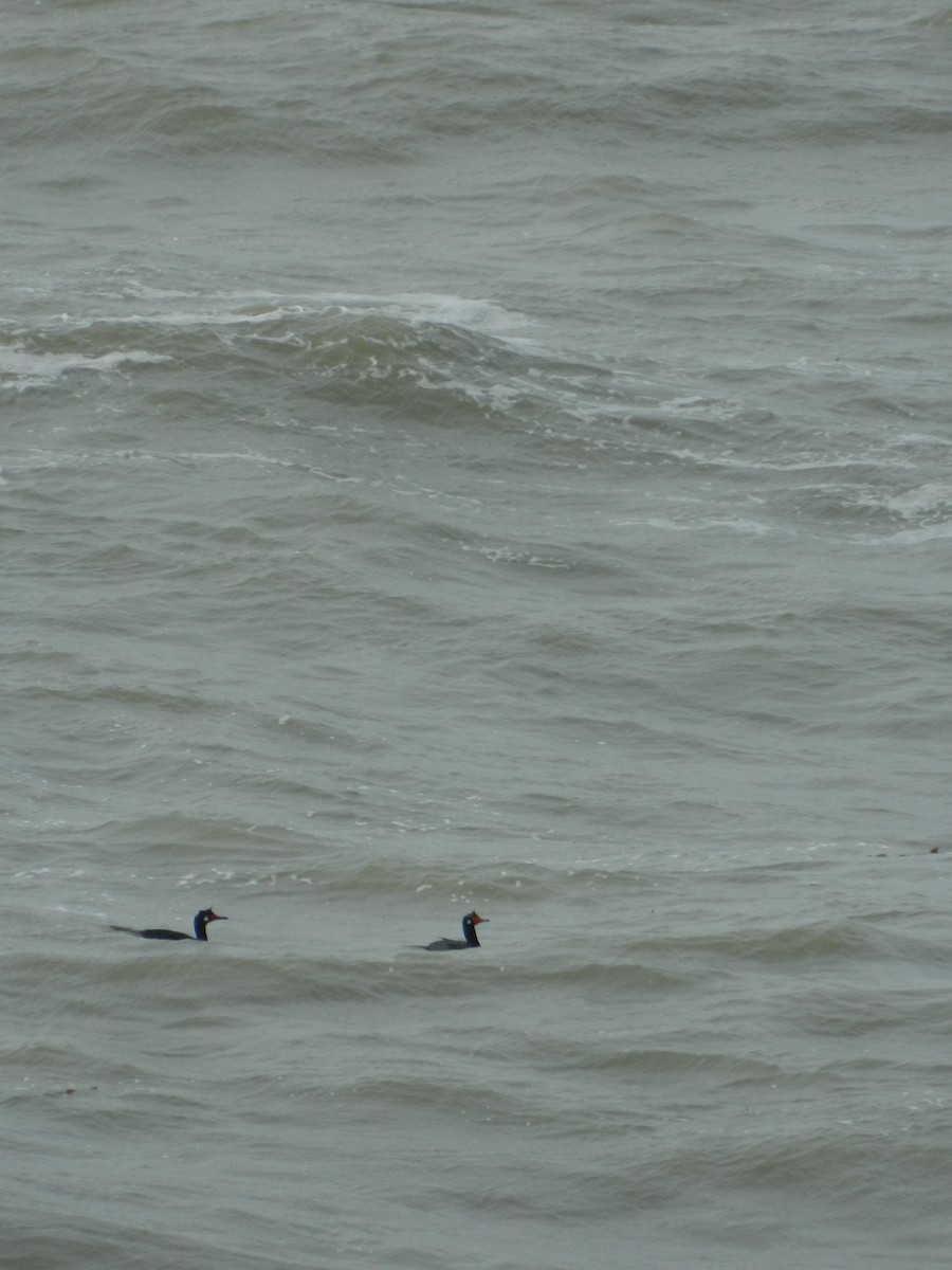 Magellanic Cormorant - ML641139096