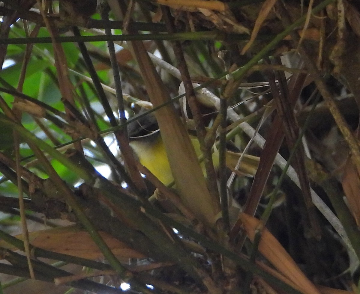 Yellow-bellied Warbler - ML641139100