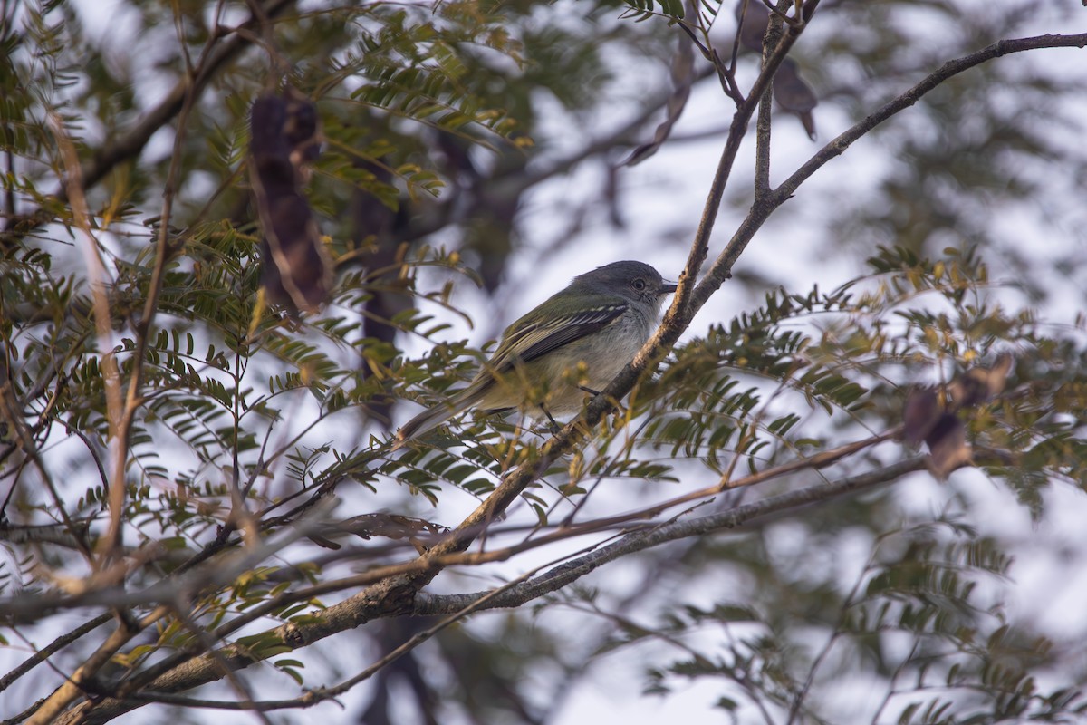 Gray-headed Elaenia - ML641139124