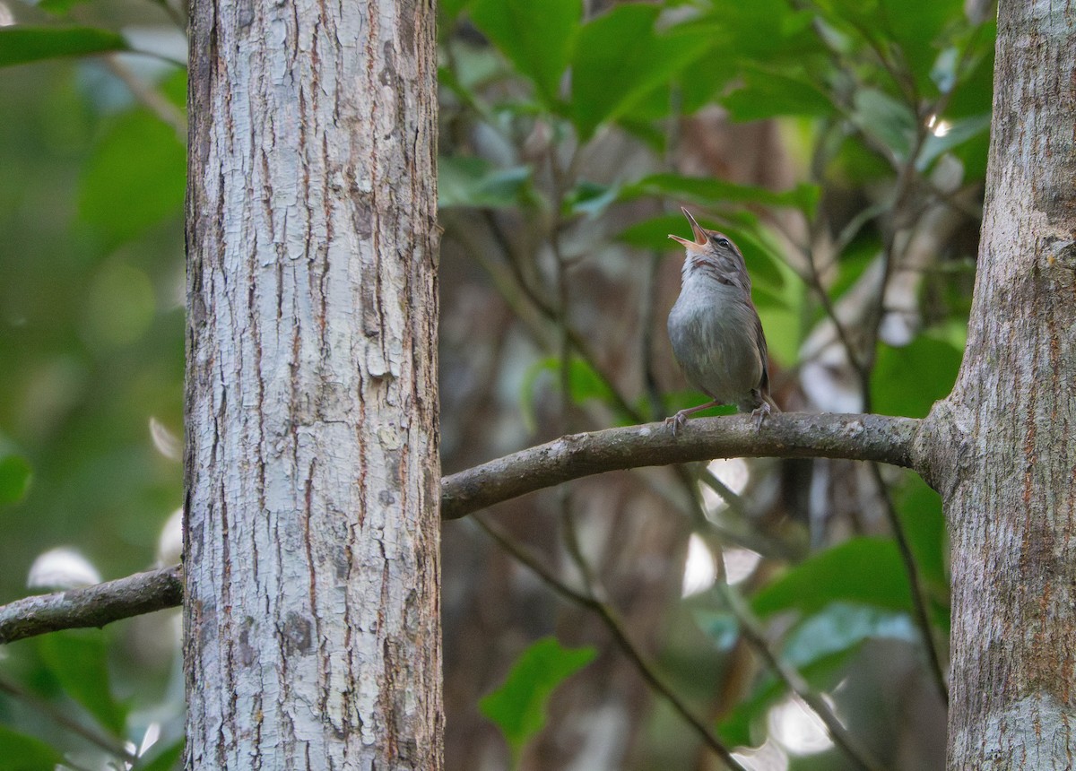 Fiji Bush Warbler - ML641139134