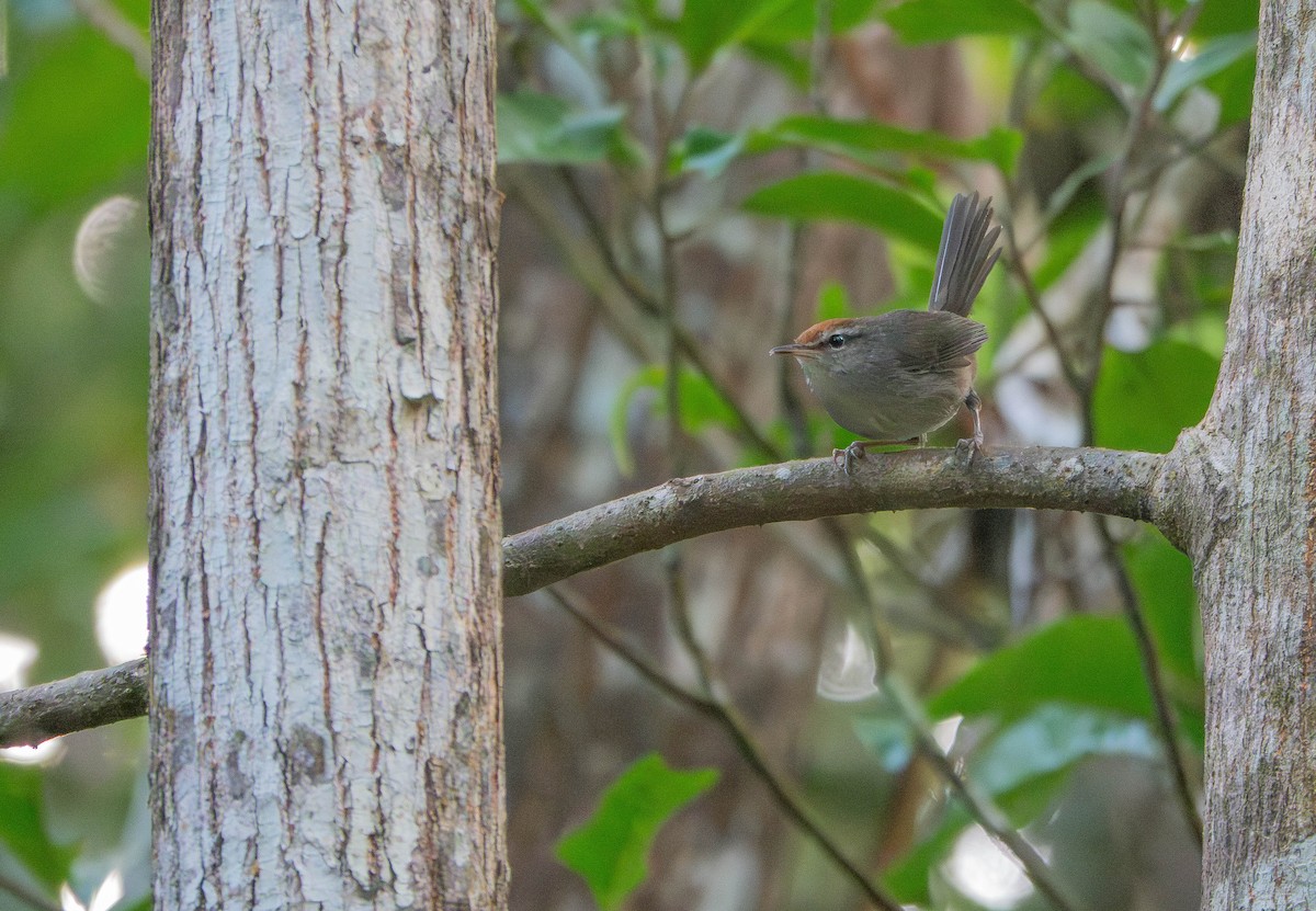 Fiji Bush Warbler - ML641139135