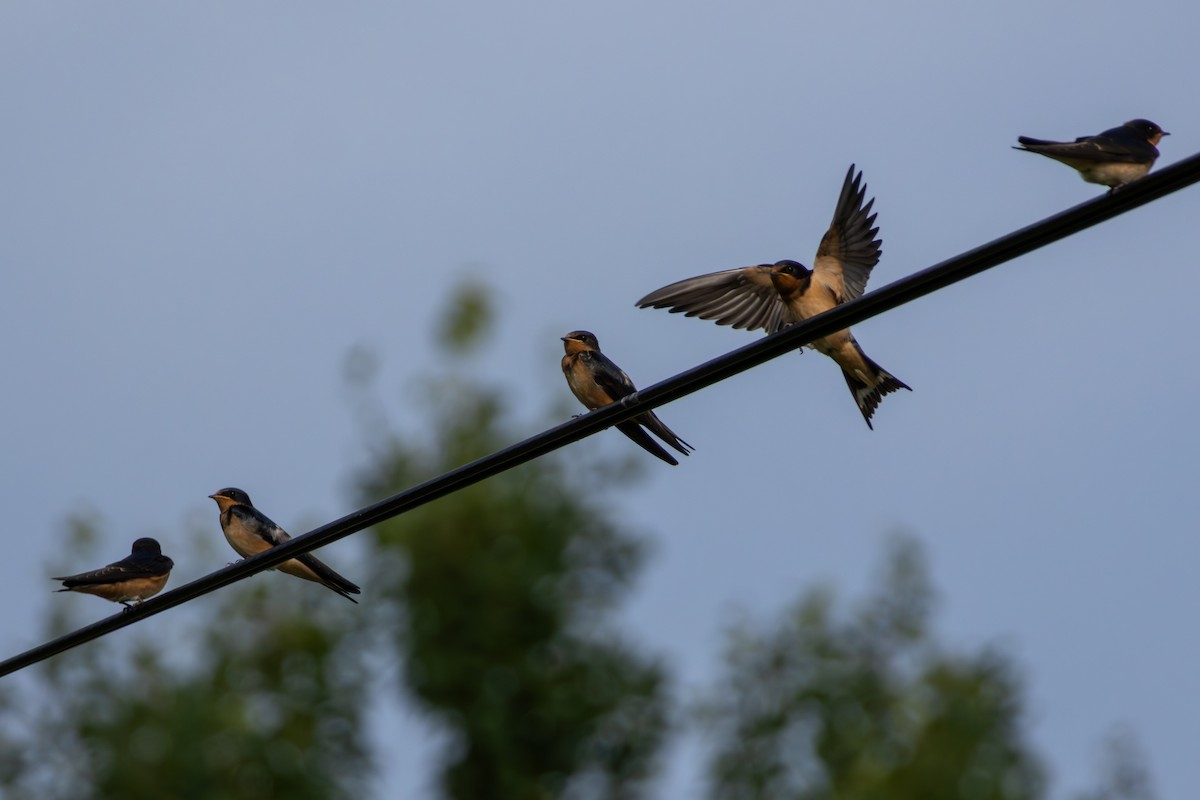 Barn Swallow - ML641139141