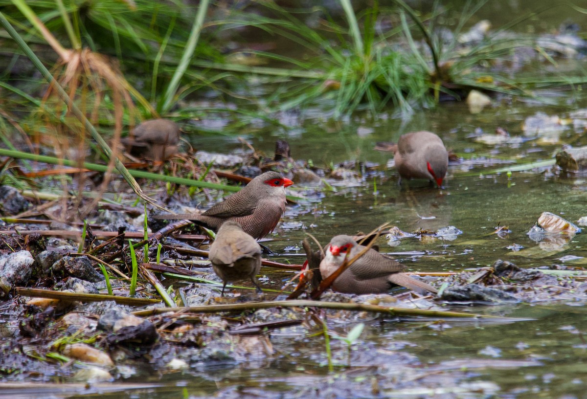 Common Waxbill - ML641139142