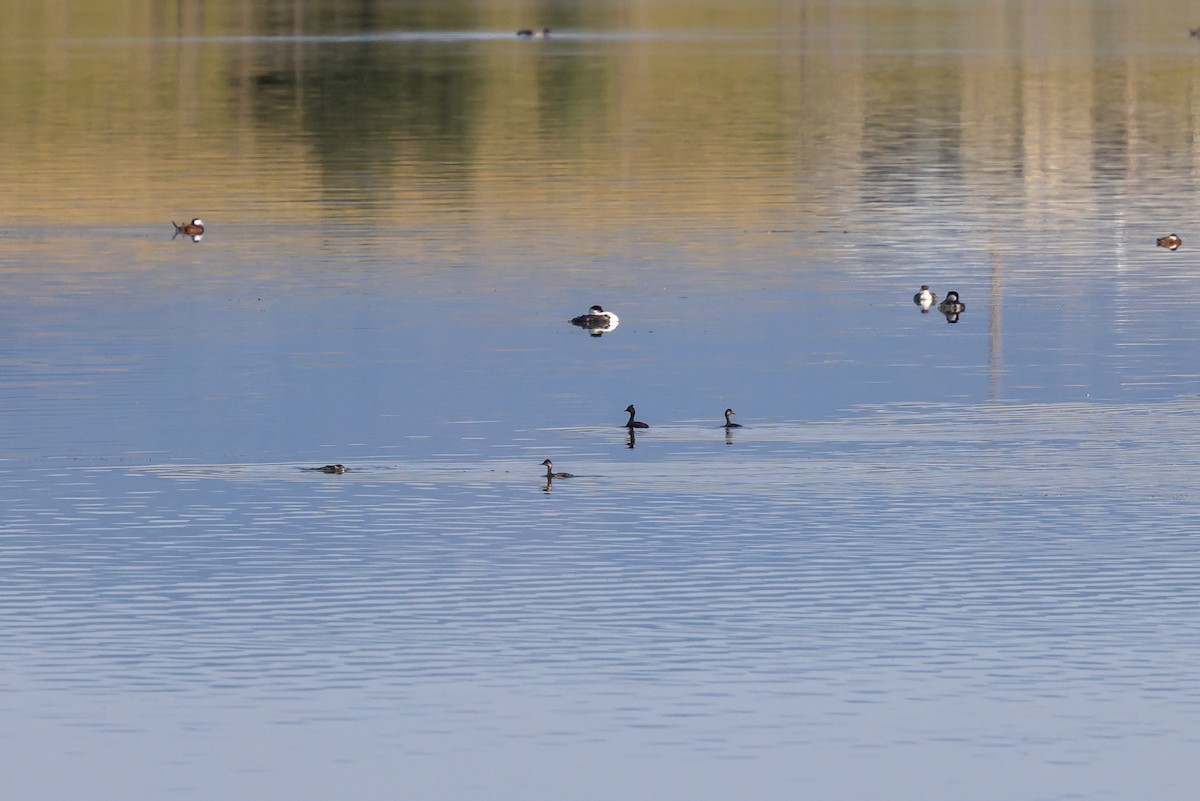 Eared Grebe - ML641139144