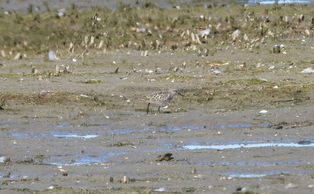 White-rumped Sandpiper - ML641139186