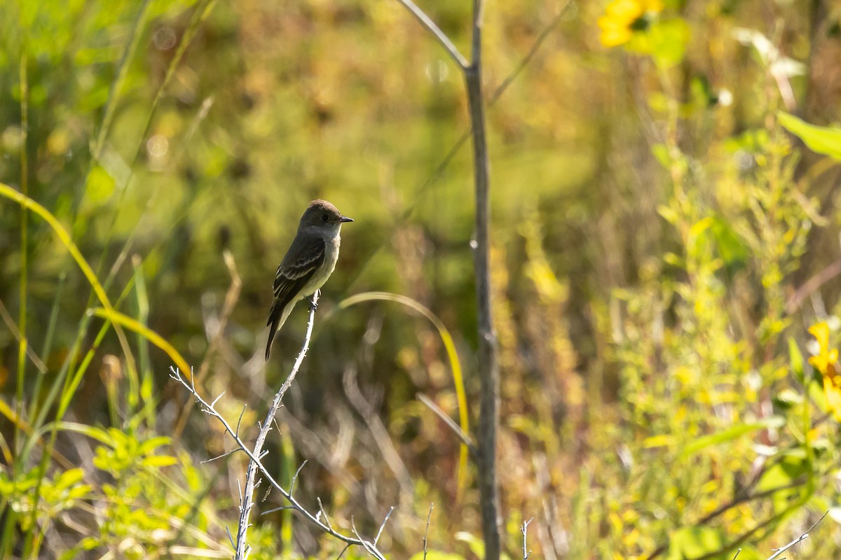 Western Wood-Pewee - ML641139188