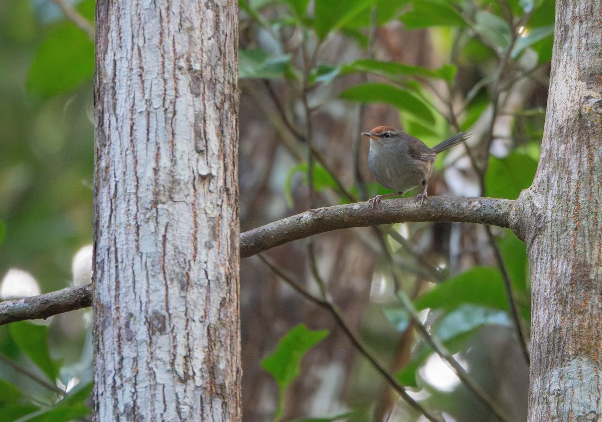 Fiji Bush Warbler - ML641139193