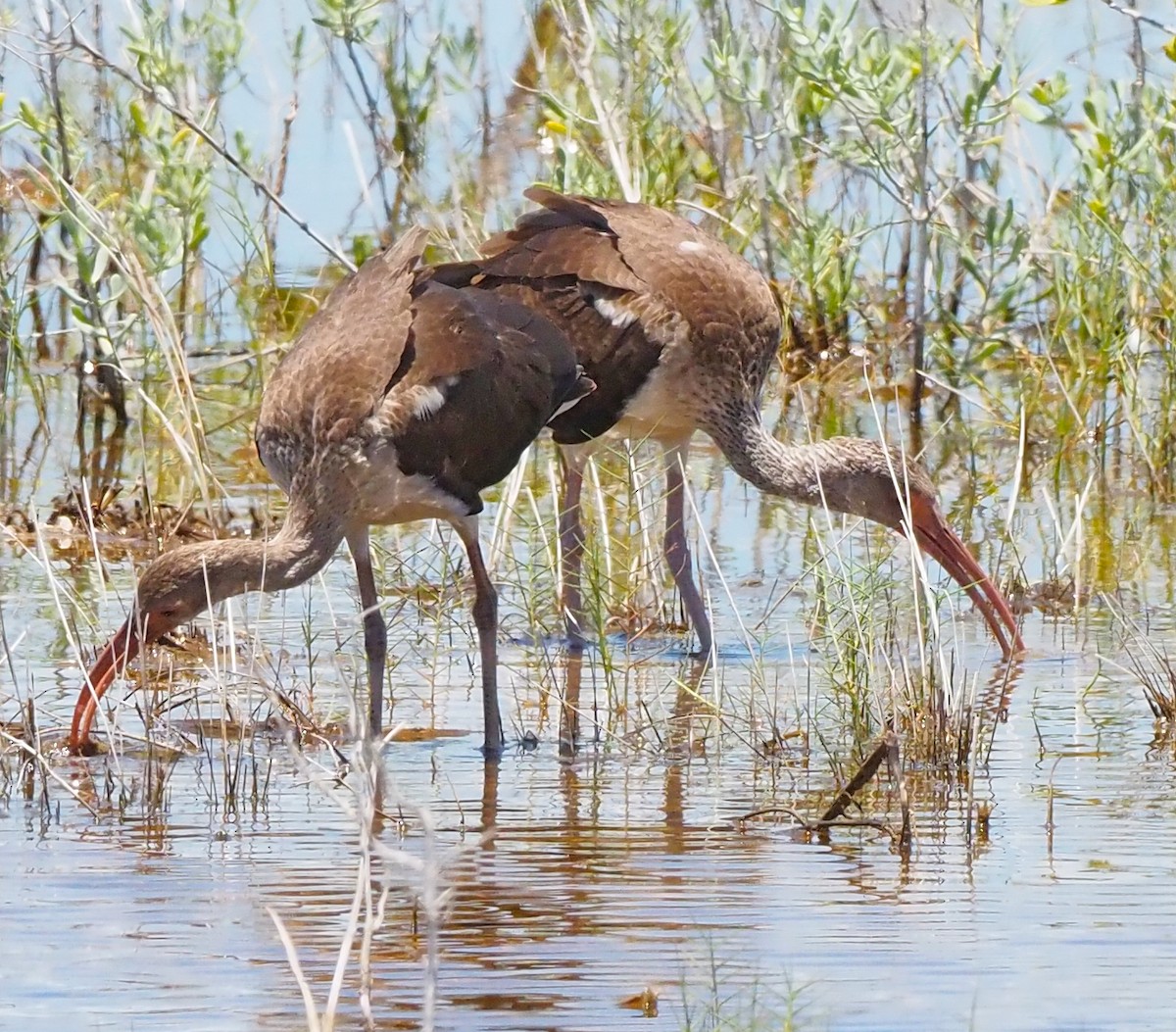 White Ibis - ML641139199