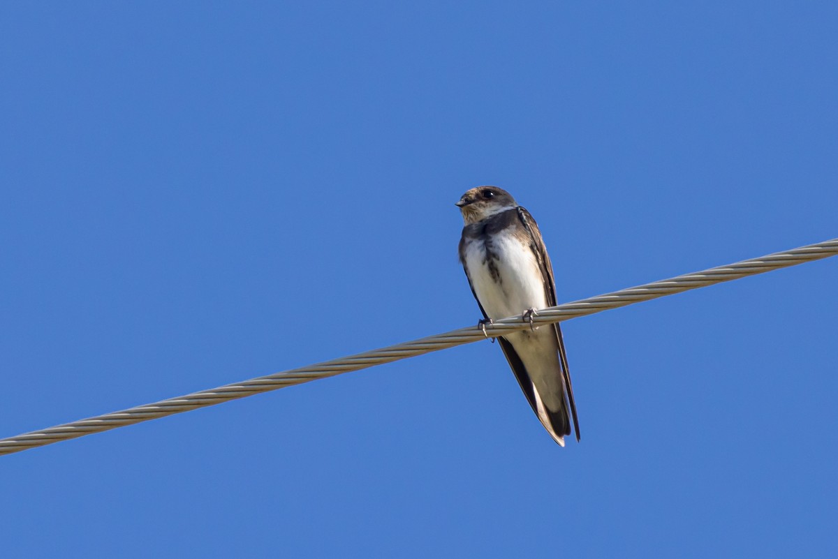 Bank Swallow - ML641139207