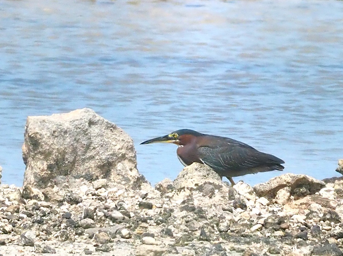 volavka zelenavá - ML641139216