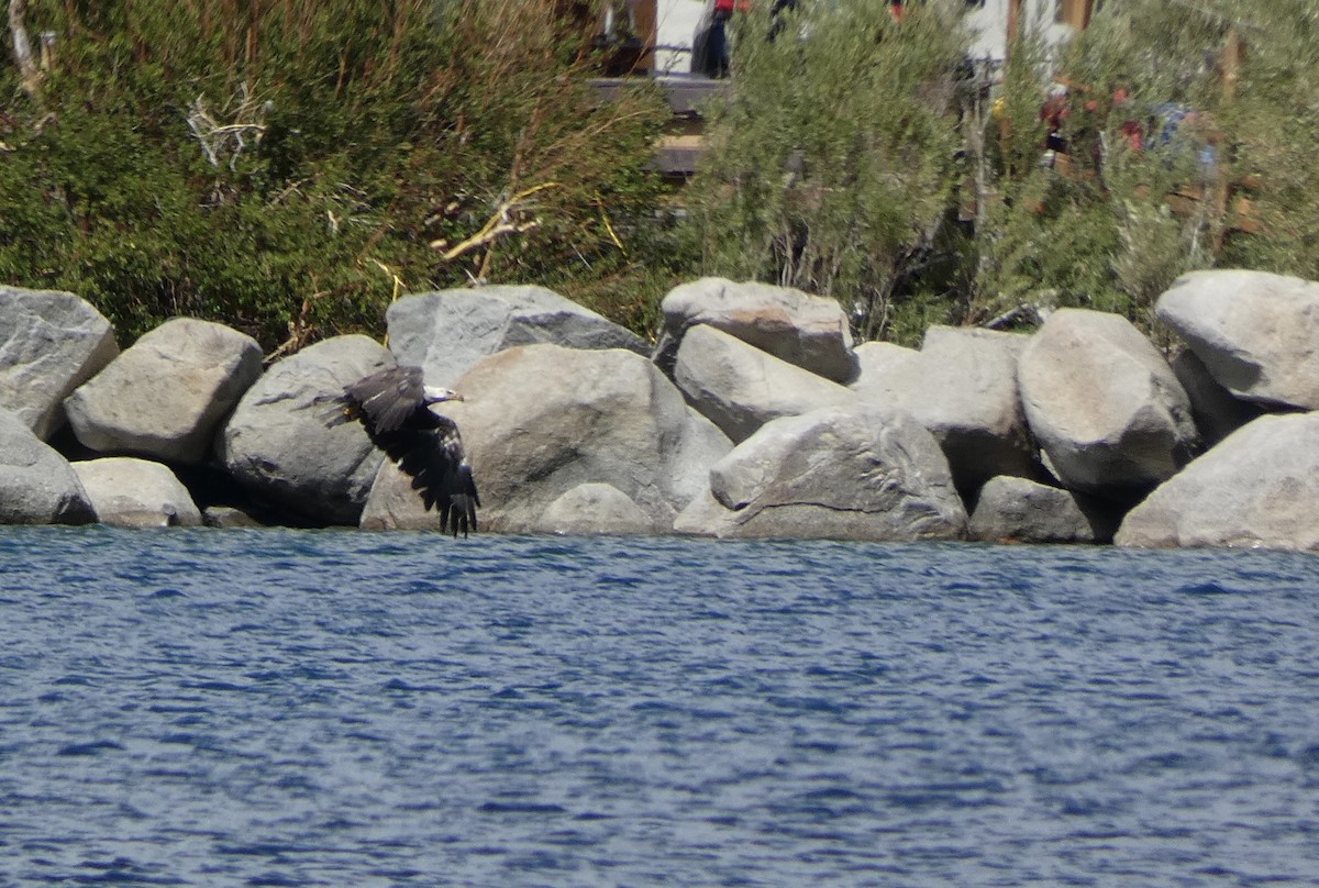 Bald Eagle - ML641139226