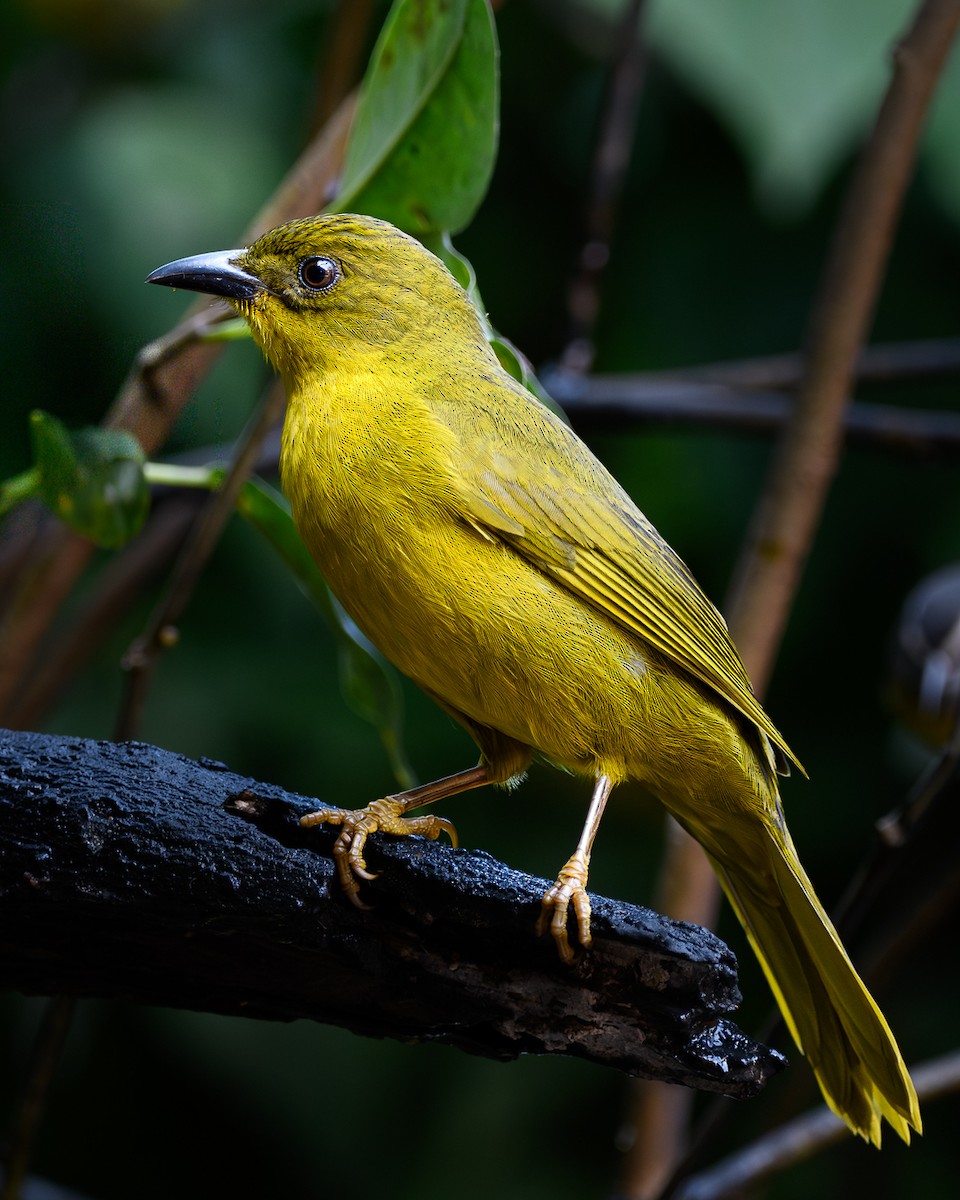 Olive-green Tanager - ML641139229