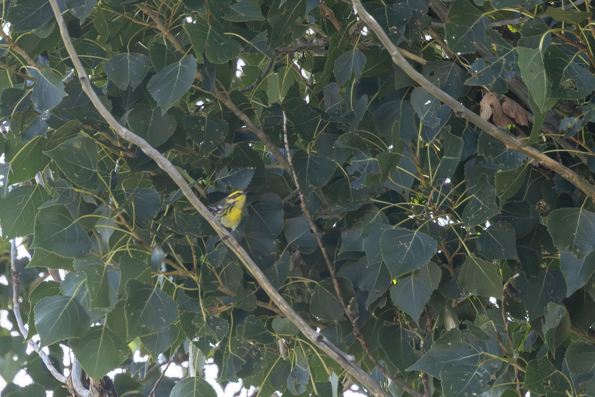 Townsend's Warbler - ML641139236