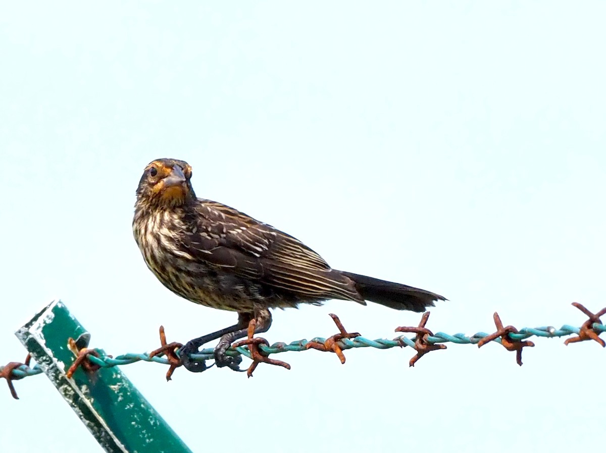 Red-winged Blackbird - ML641139245
