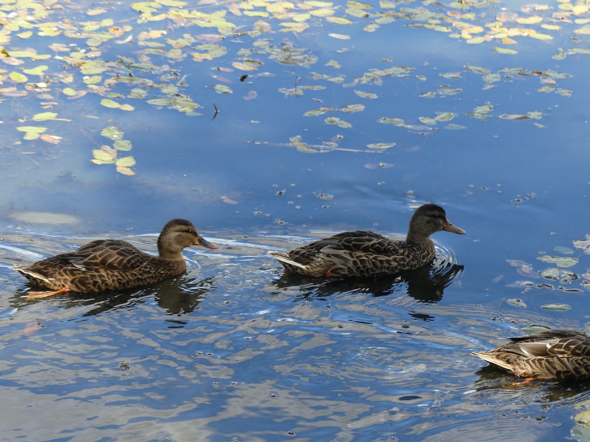 Mallard - ML641139246