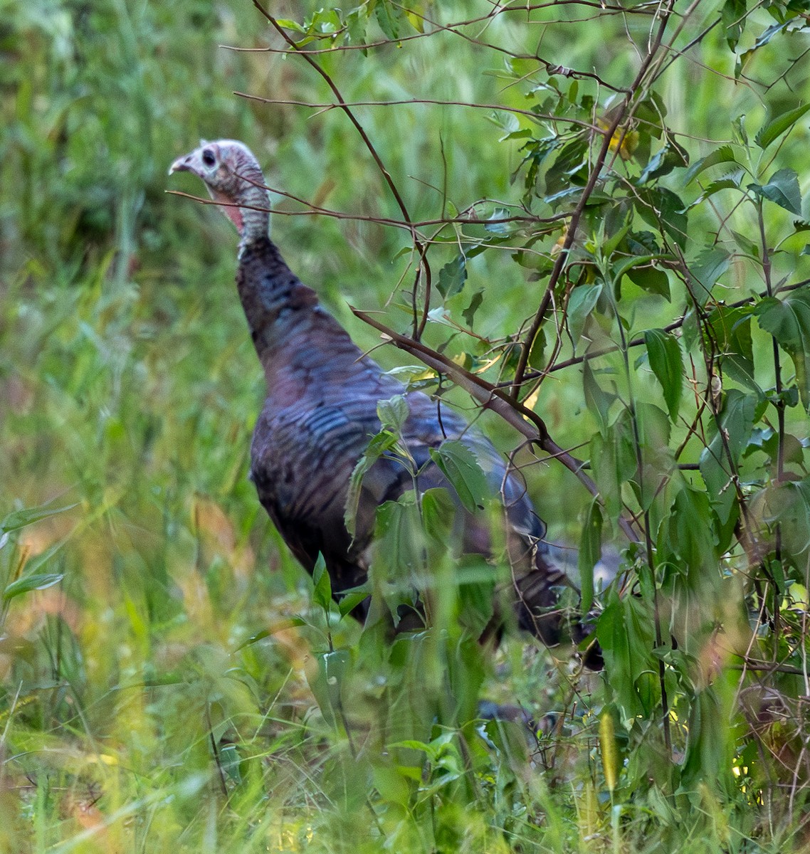 Wild Turkey - ML641139267