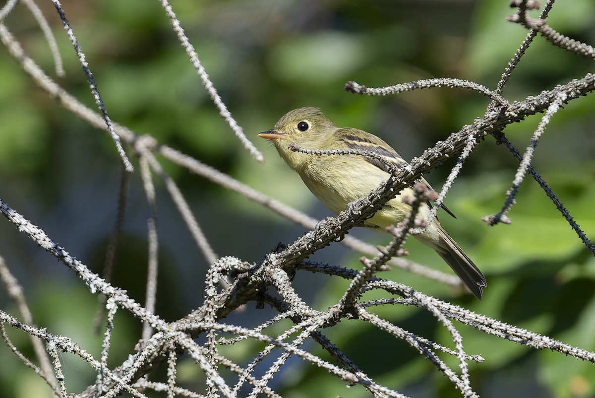 Yellow-bellied Flycatcher - ML641139272
