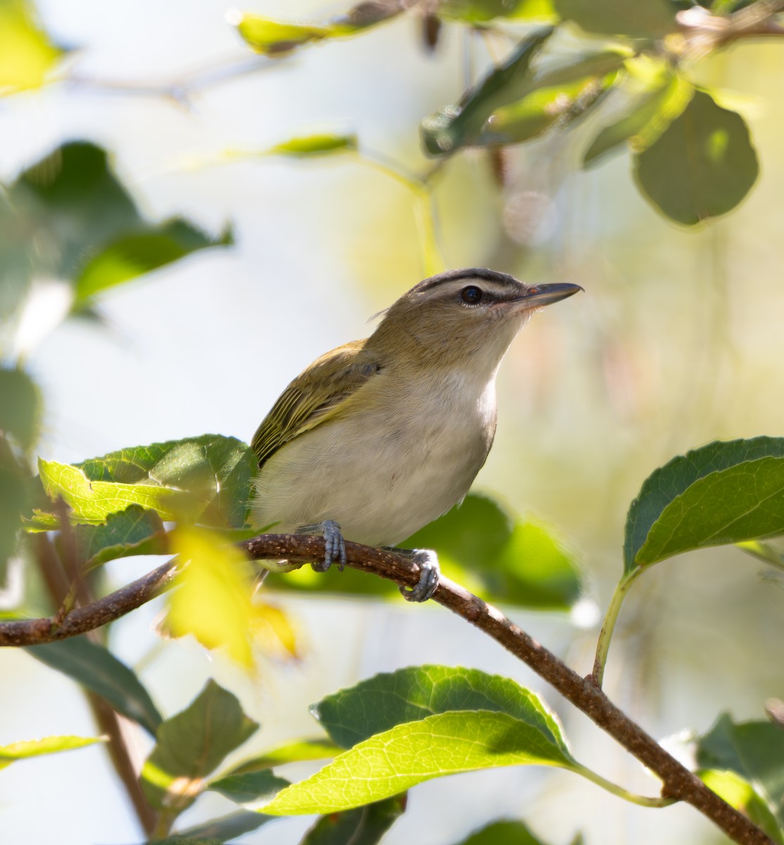 アカメモズモドキ - ML641139289