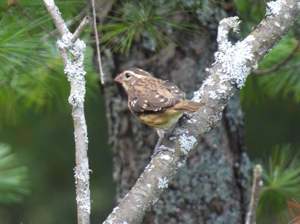 Rose-breasted Grosbeak - ML641139290