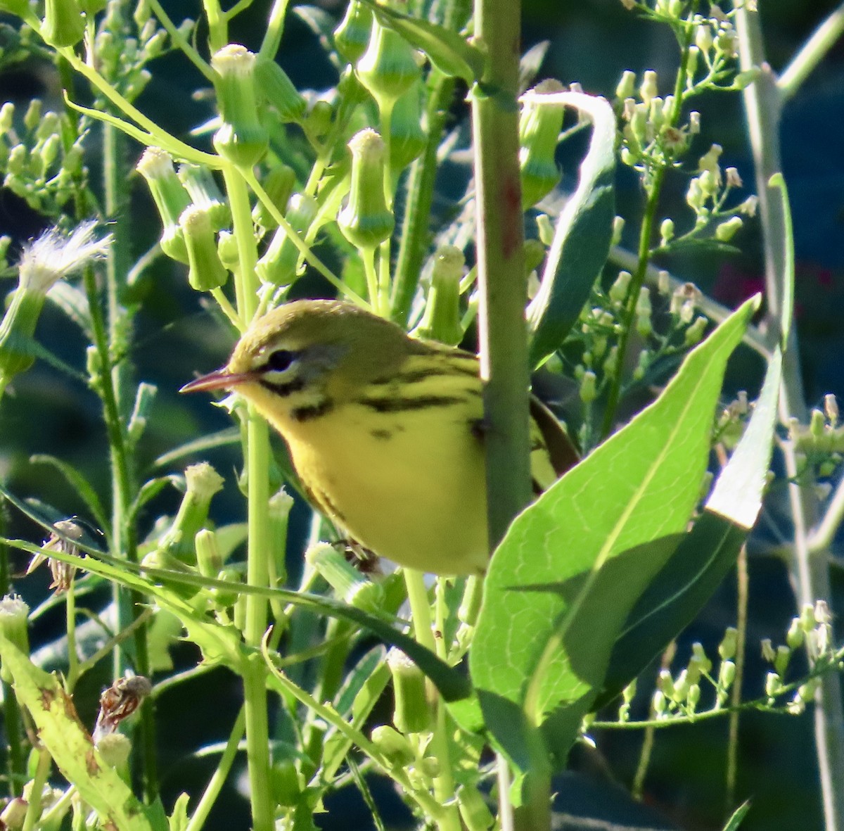 Prairie Warbler - ML641139296