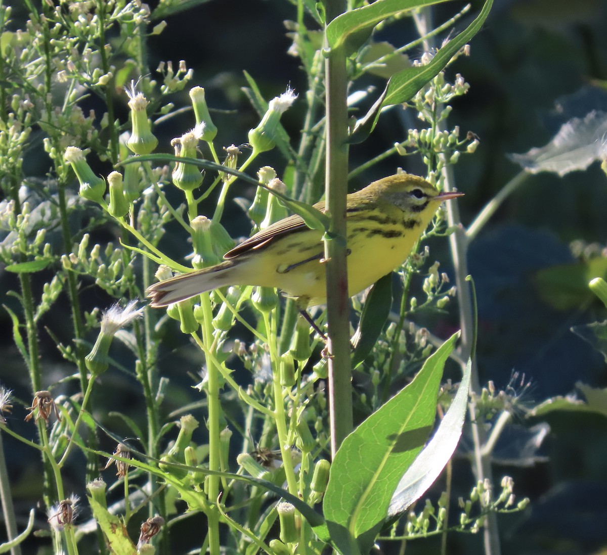 Prairie Warbler - ML641139297