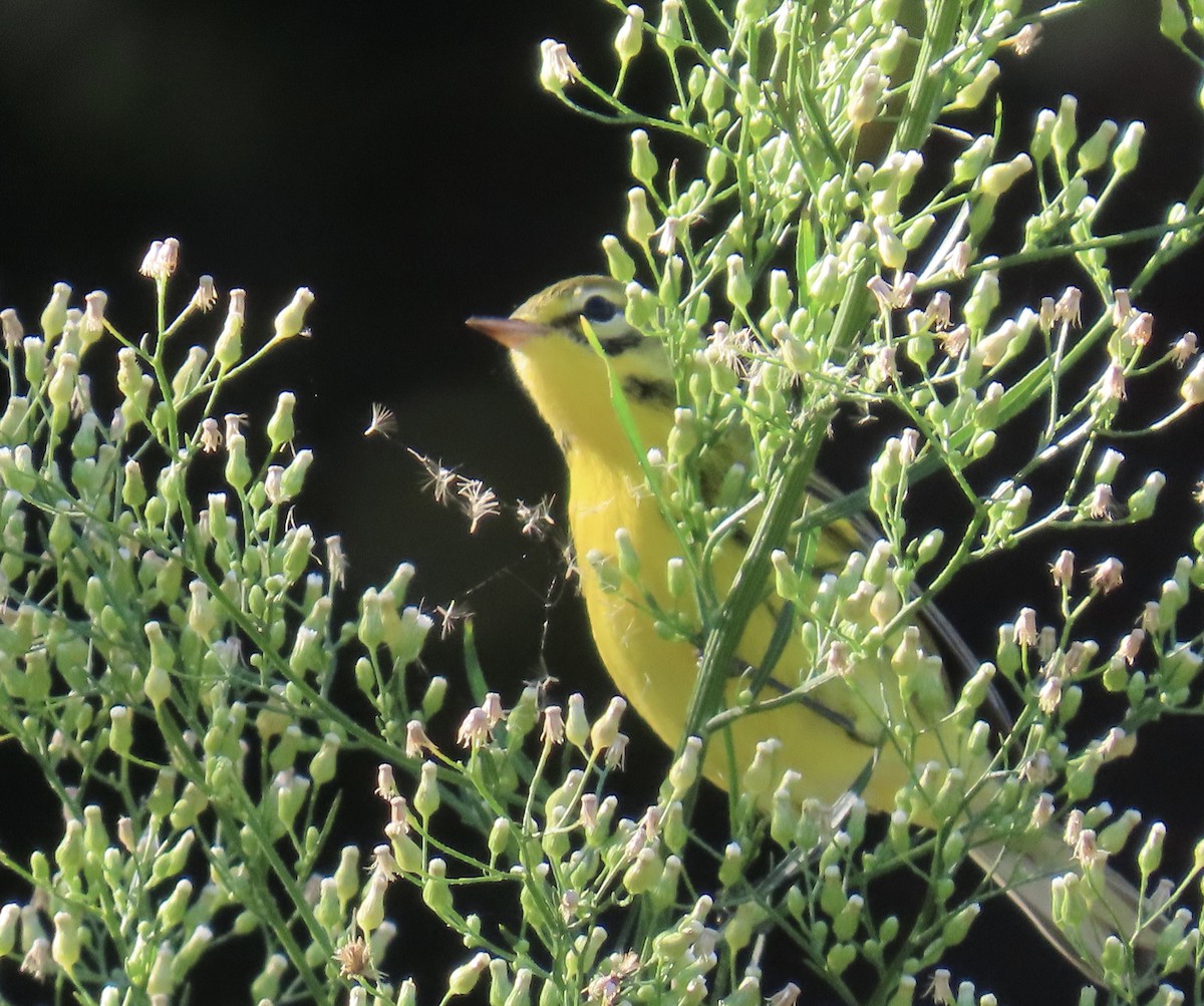 Prairie Warbler - ML641139298