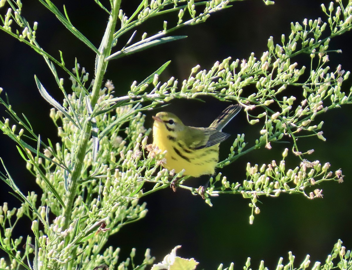 Prairie Warbler - ML641139299