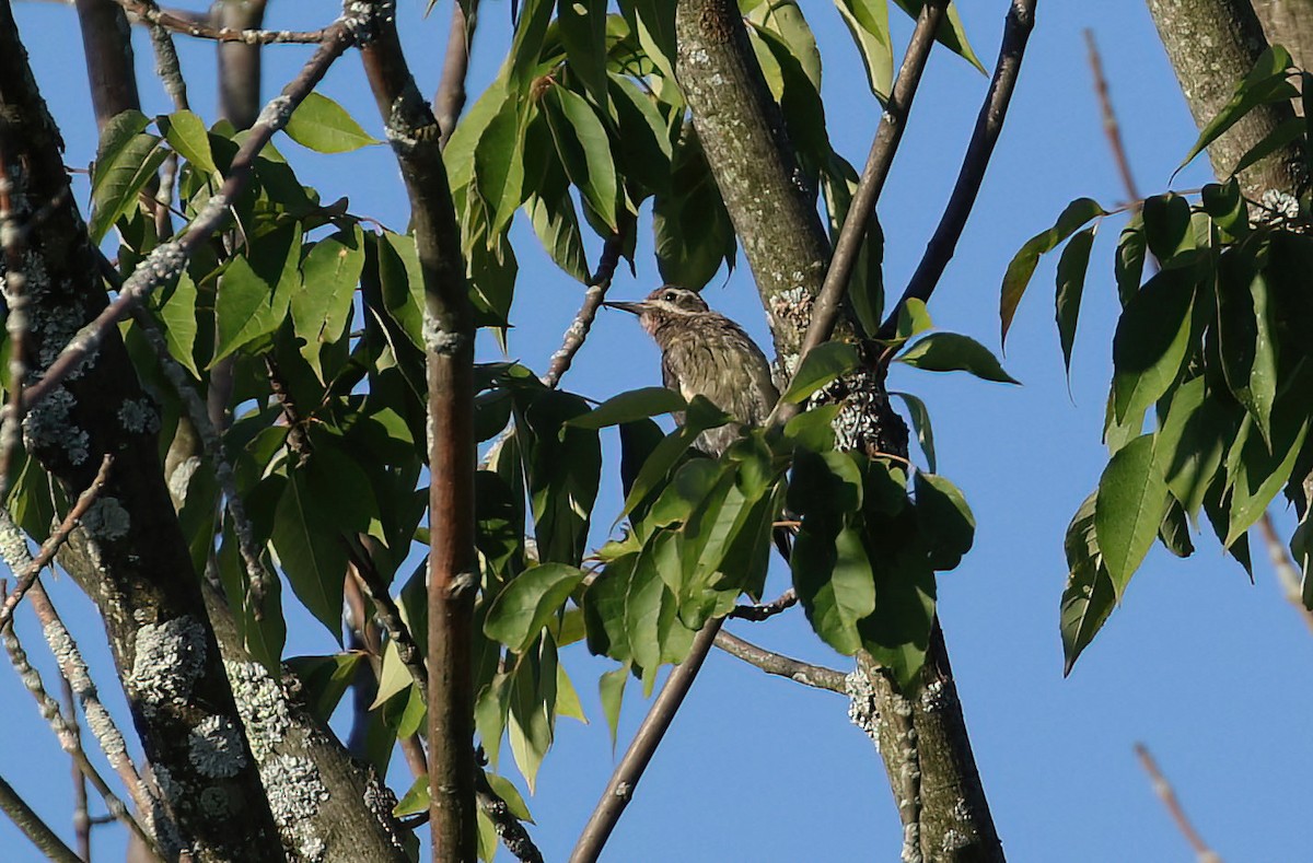 Yellow-bellied Sapsucker - ML641139303