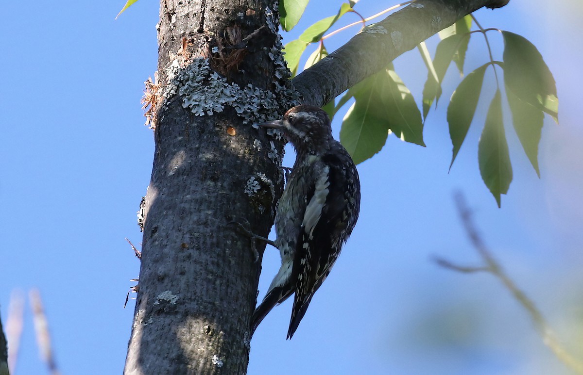 Yellow-bellied Sapsucker - ML641139304