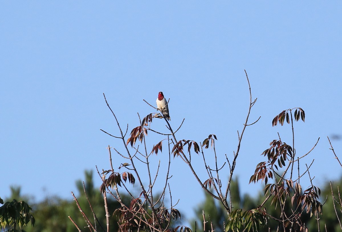 Red-headed Woodpecker - ML641139327