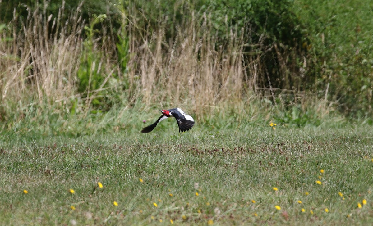 Red-headed Woodpecker - ML641139328