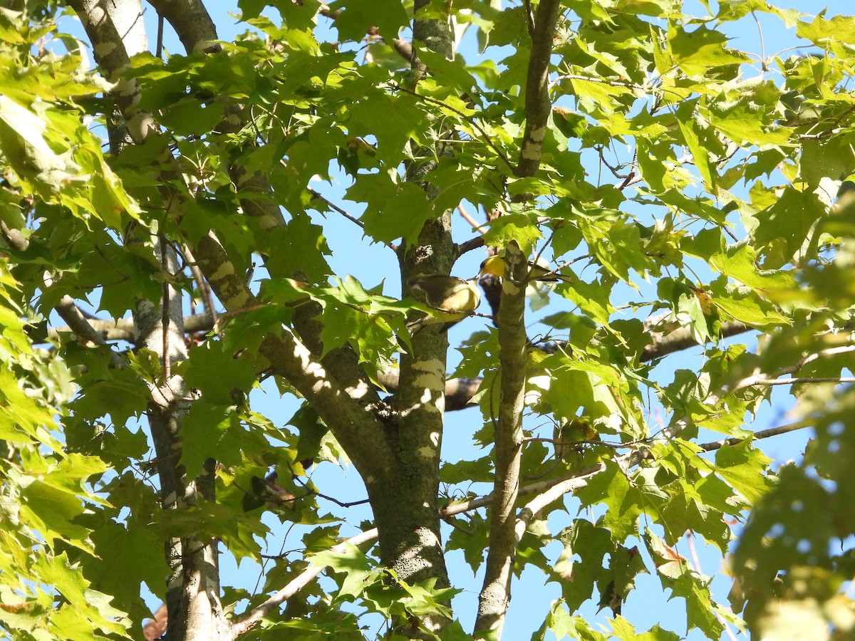 American Goldfinch - ML641139330