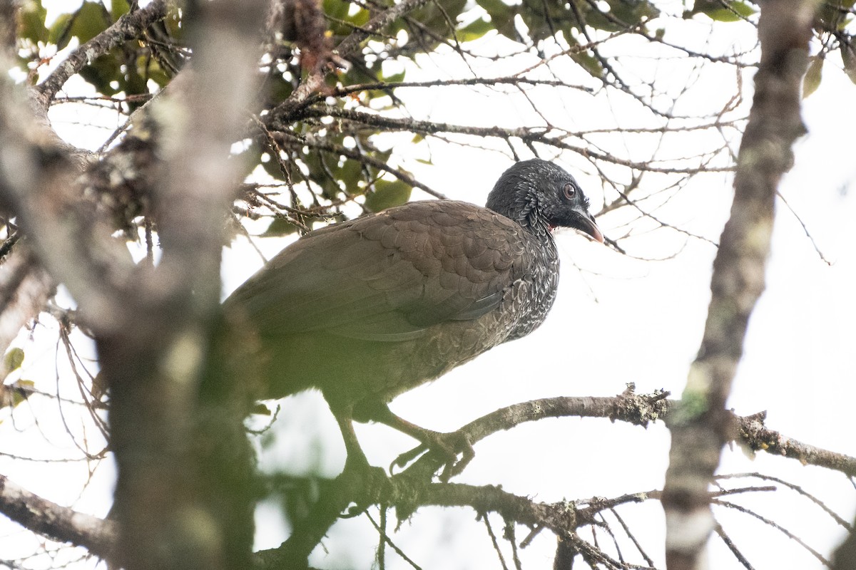Andean Guan - ML641139337